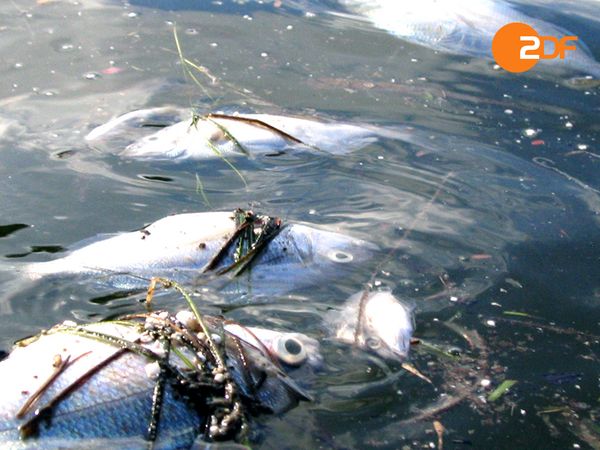 Rückkehr der Plagen - Tödliches Wasser
