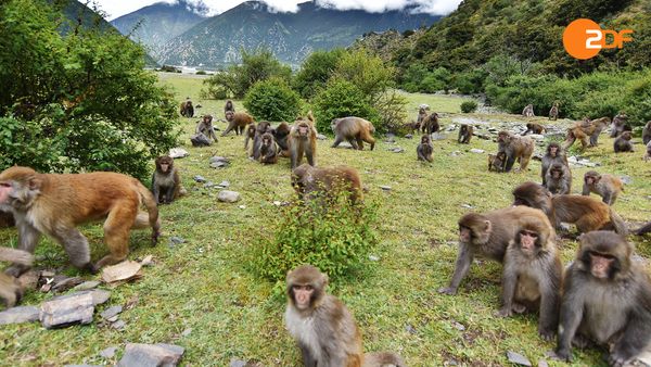 Wildes China - Tibets Königreich der Tiere