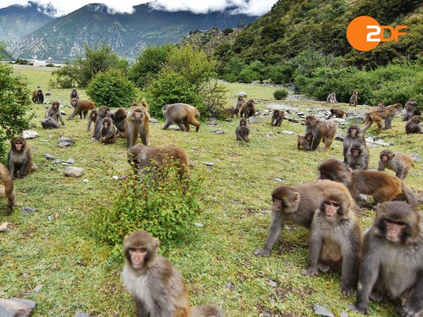 Wildes China - Tibets Königreich der Tiere