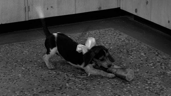 The Adventures of Ozzie and Harriet - The Puppy