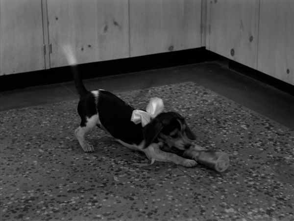 The Adventures of Ozzie and Harriet - The Puppy