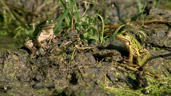 Tendresses animales - Un jour dans la forêt