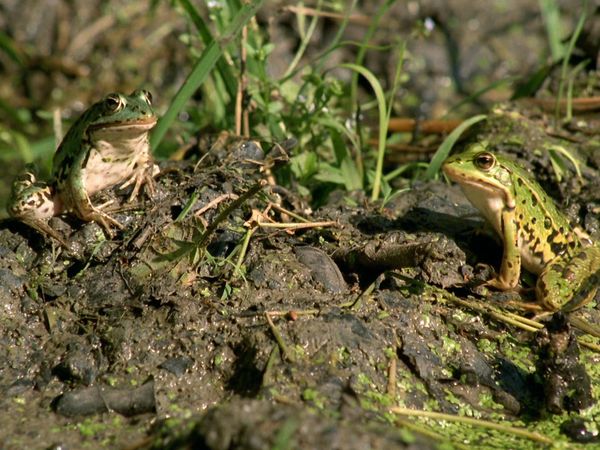 Tendresses animales - Un jour dans la forêt