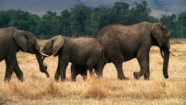 Tendresses animales - Un jour dans la savane