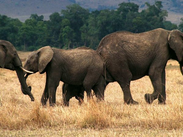 Tendresses animales - Un jour dans la savane