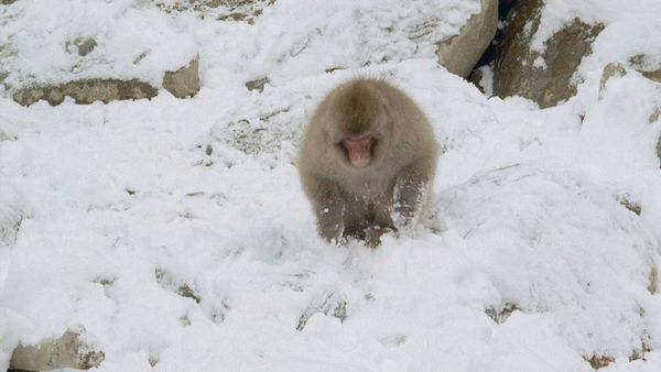 Tendresses animales - Une vie de singe