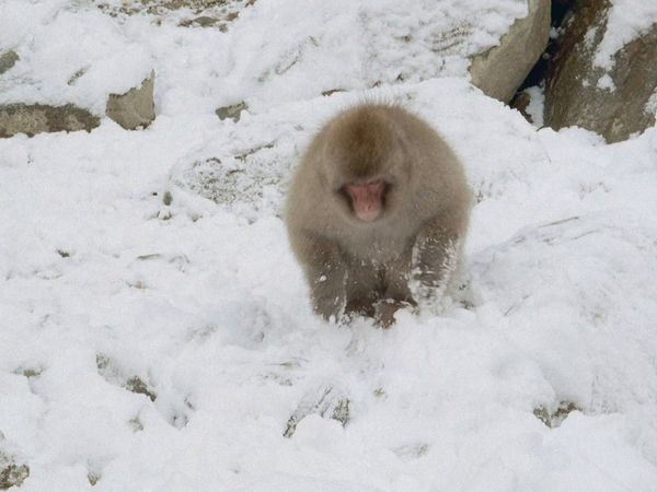 Tendresses animales - Une vie de singe