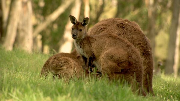 Tendresses animales - Un jour en Australie