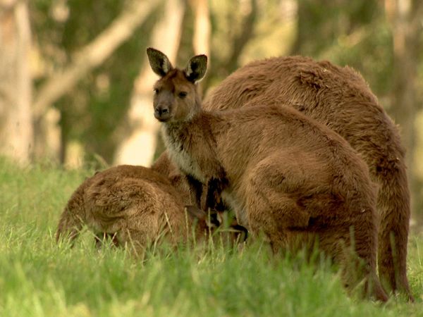 Tendresses animales - Un jour en Australie