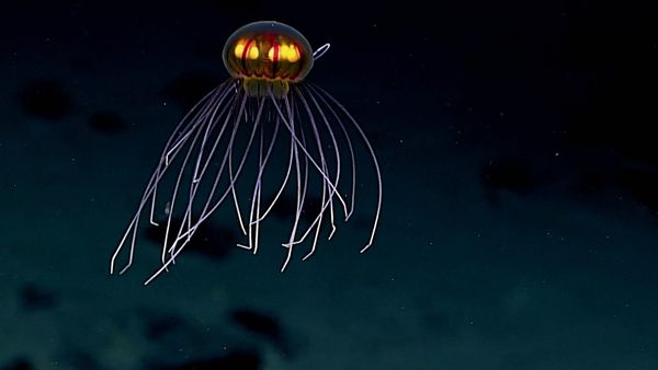 The Pacific - The Deep