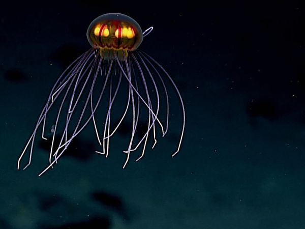 The Pacific - The Deep