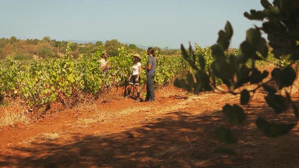 Rotas do Vinho - Episode 6