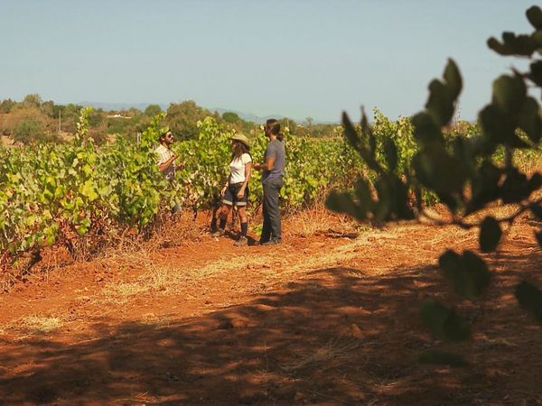 Rotas do Vinho - Episode 6