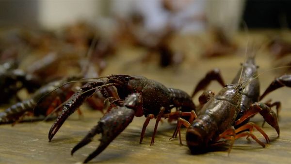 The Mind of a Chef - Southerners
