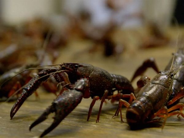The Mind of a Chef - Southerners