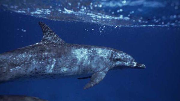 Mammiferes Marins FR - La societé dauphins