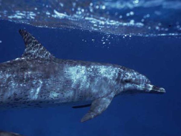 Mammiferes Marins FR - La societé dauphins