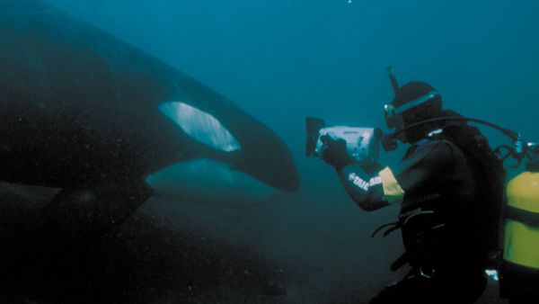 Mammiferes Marins FR - Making Of