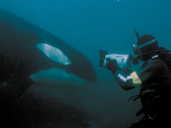 Mammiferes Marins FR - Making Of
