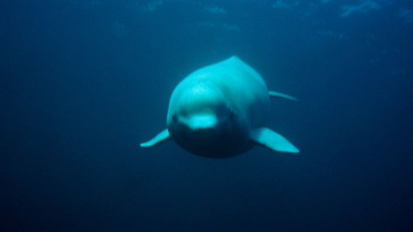 Mammiferes Marins FR - Belugas et Narval