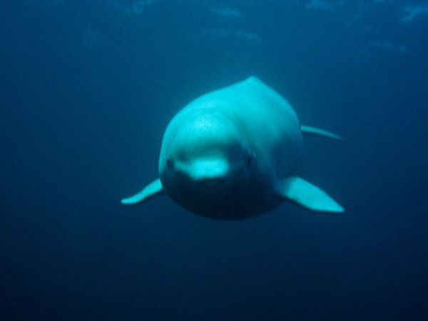Mammiferes Marins FR - Belugas et Narval
