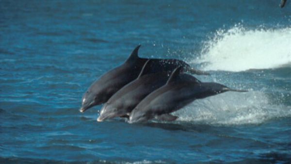 Mammiferes Marins FR - Les chasses du dauphin roi
