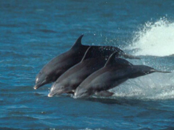Mammiferes Marins FR - Les chasses du dauphin roi