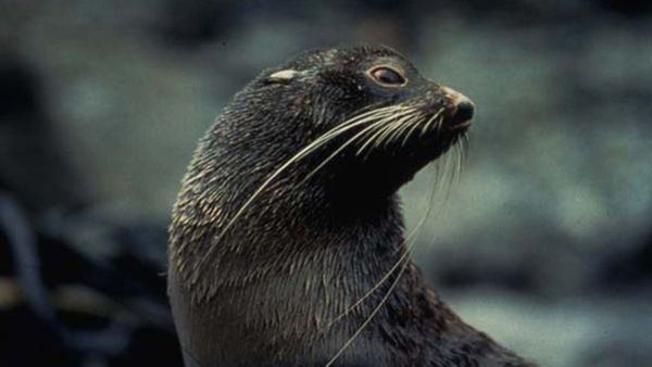 Mammiferes Marins FR - La pouponniere des otaries