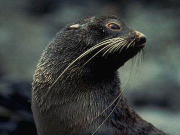 Mammiferes Marins FR - La pouponniere des otaries