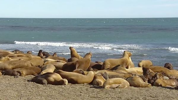 Mammiferes Marins FR - Kim et Roxie, lionnes de mer