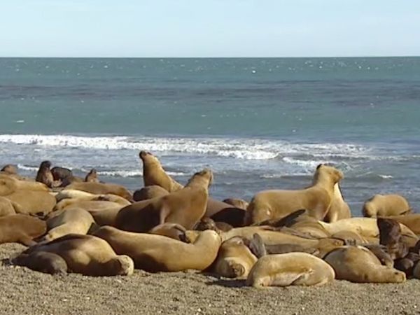 Mammiferes Marins FR - Kim et Roxie, lionnes de mer
