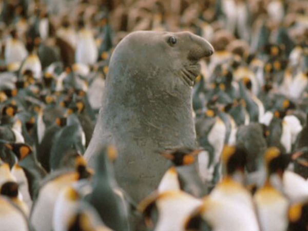 Mammiferes Marins FR - La Plage aux Elephants de Mer