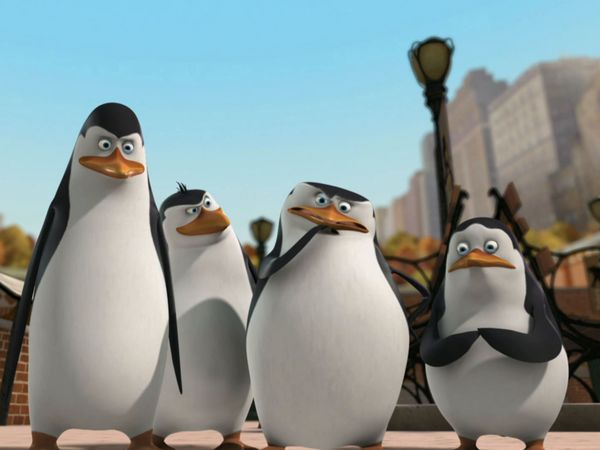 Os Pinguins de Madagascar - Lontra selvagem / Escondam o gato