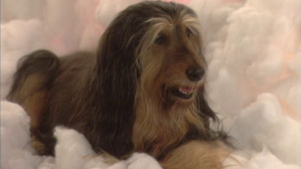 Vore værste år - Requiem For A Dead Briard