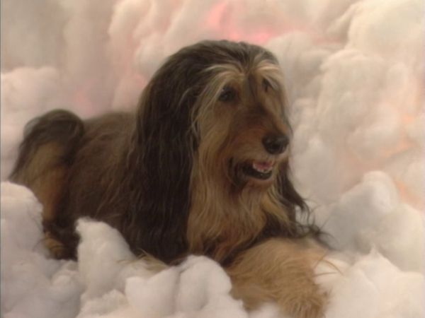 Vore værste år - Requiem For A Dead Briard