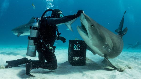 Shark Dive TV - Hammerhead Sharks