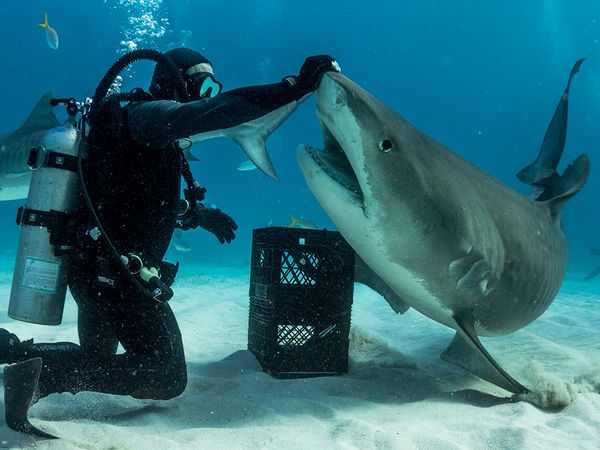Shark Dive TV - Hammerhead Sharks