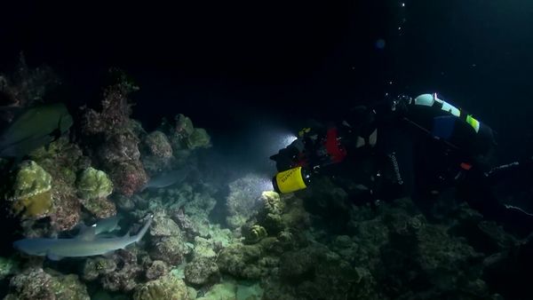 Shark Dive TV - Whale Sharks