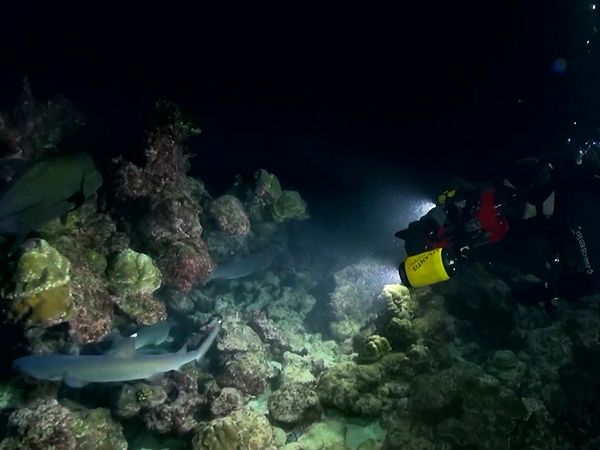 Shark Dive TV - Whale Sharks