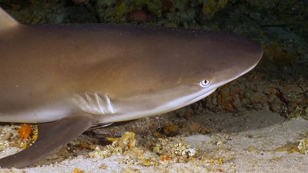 Shark Dive TV - Endangered Angel Sharks