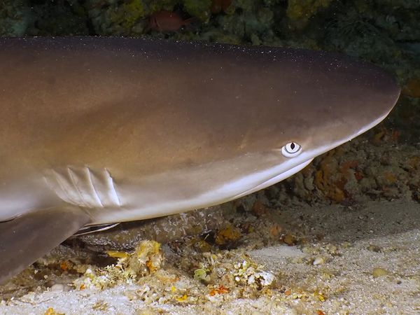 Shark Dive TV - Endangered Angel Sharks