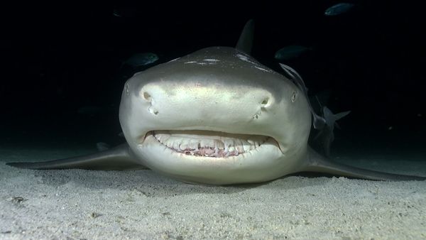 Shark Dive TV - Night Diving With Sharks