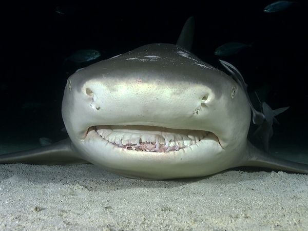Shark Dive TV - Night Diving With Sharks