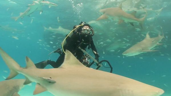 Shark Dive TV - Tiger Sharks in the Bahamas