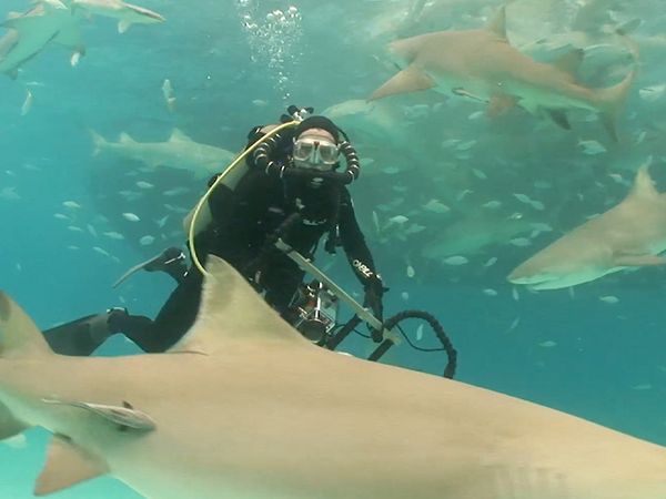 Shark Dive TV - Tiger Sharks in the Bahamas