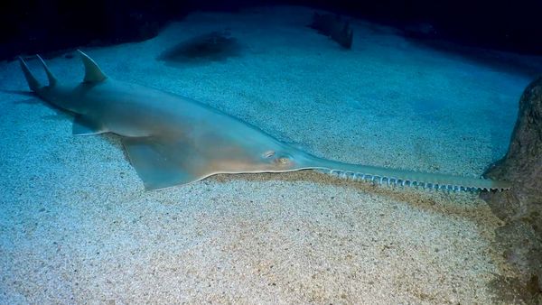 Shark Dive TV - Sharks at Palau’s Blue Corner