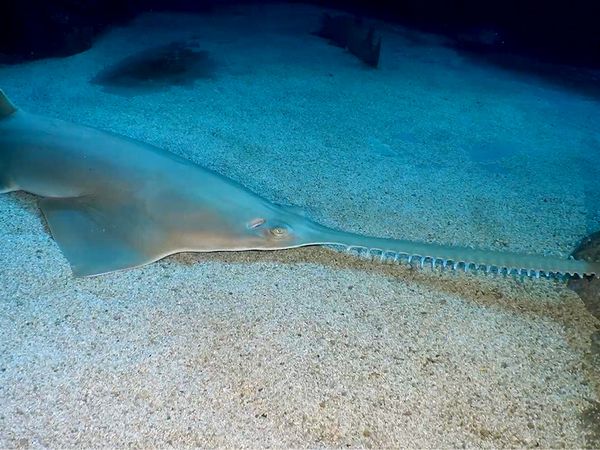 Shark Dive TV - Sharks at Palau’s Blue Corner