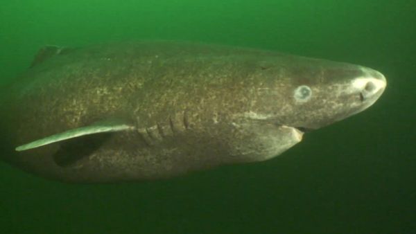 Shark Dive TV - Greenland Sharks & Shark Biology