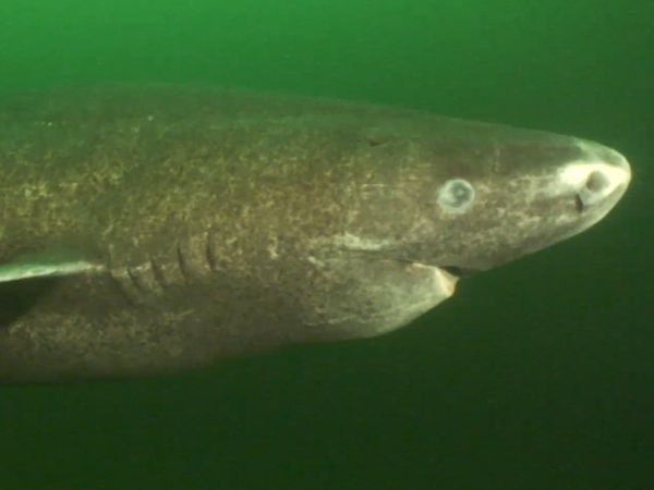 Shark Dive TV - Greenland Sharks & Shark Biology