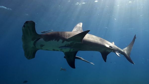 Shark Dive TV - Odd Behavior of Hammerhead Sharks